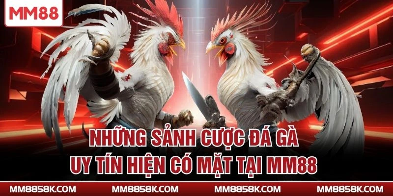 Những sảnh cược đá gà uy tín hiện có mặt tại MM88